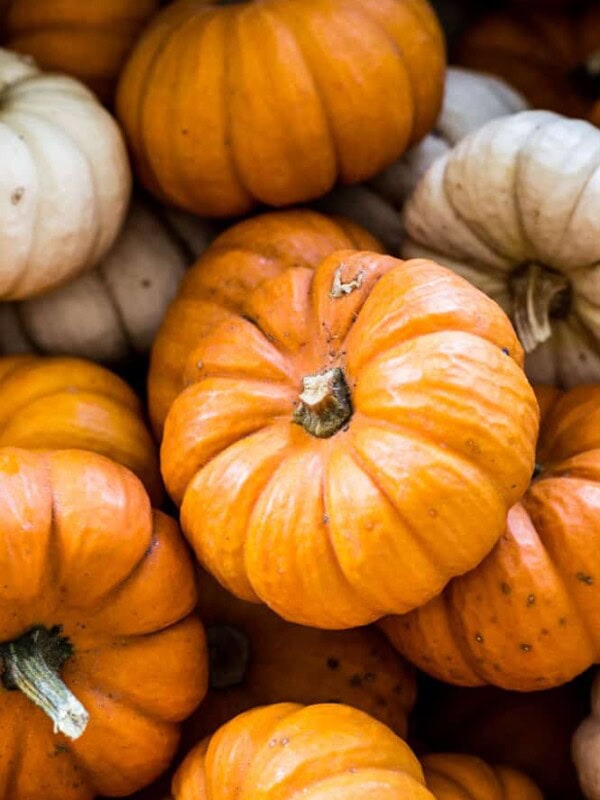 mini pumpkins